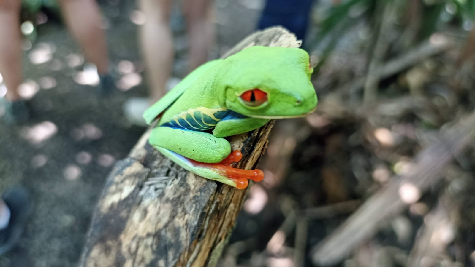 Rana de ojos rojos en el bosque